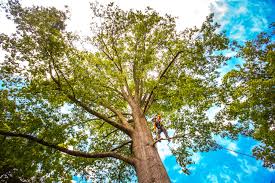 Best Fruit Tree Pruning  in Greenville, AL