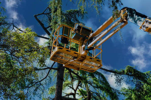 Why Choose Our Tree Removal Services in Greenville, AL?